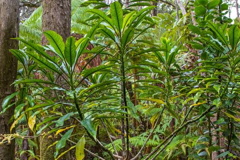 Pele lobeliad thriving in native wet forest habitat in the Hawaii Volcanoes National Park NPS Photo/Janice Wei
