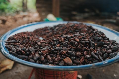 Land rights for cocoa farmers aren’t just good stewardship, they’re smart business