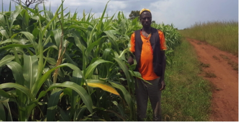 Smallholder Farmer Abdulahi Mohammod 48, cultivating sorghum on his land