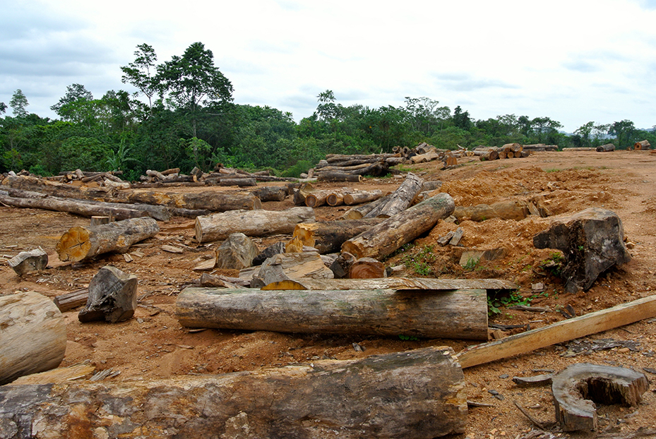 Logging on pineapple plantation - Rettet den Regenwald e.V. (Rainforest Rescue), 2017