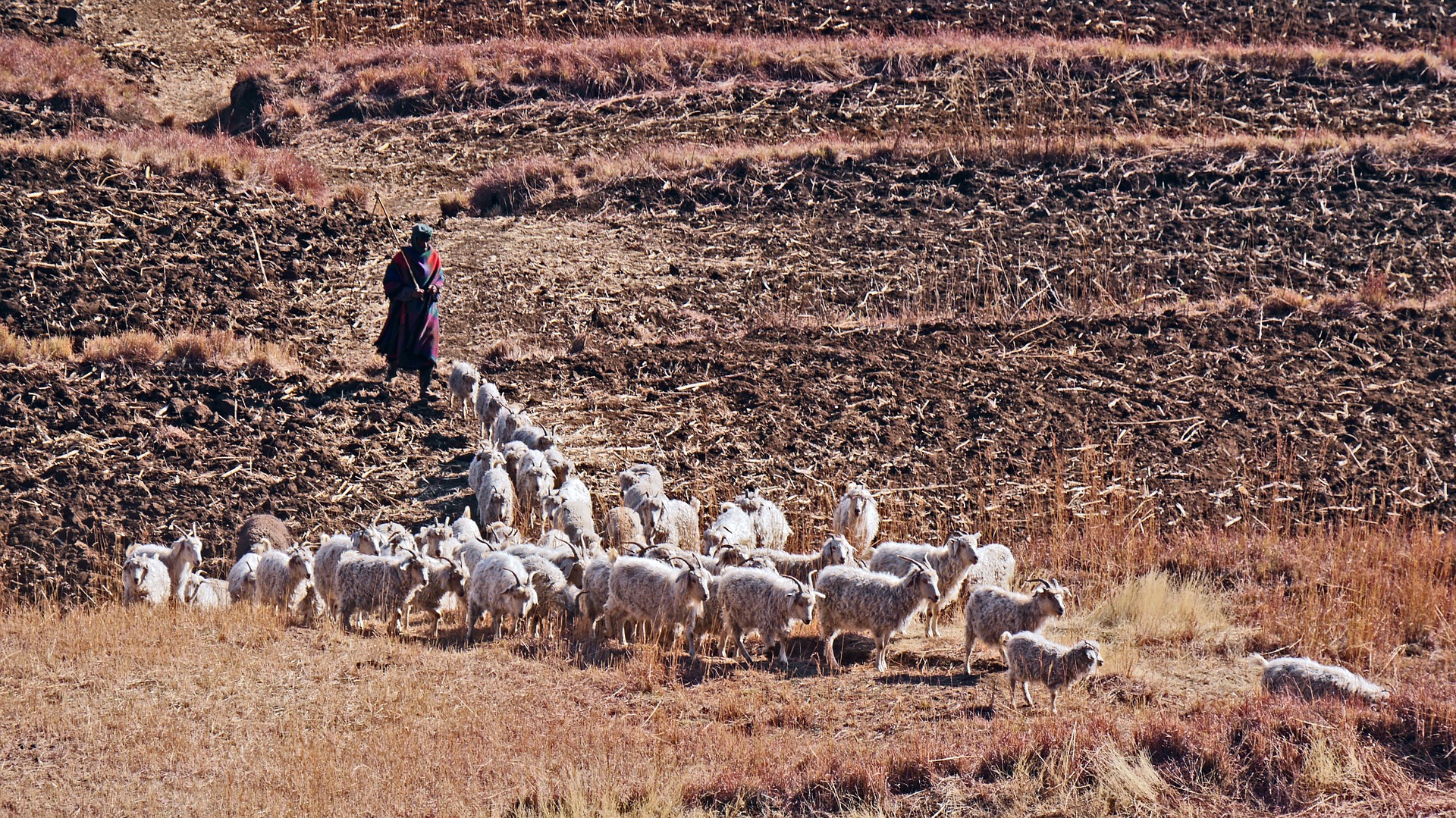 Lesotho goats, by H. Beisner, originally published in Pixabay CC0 Photo&nbsp;
