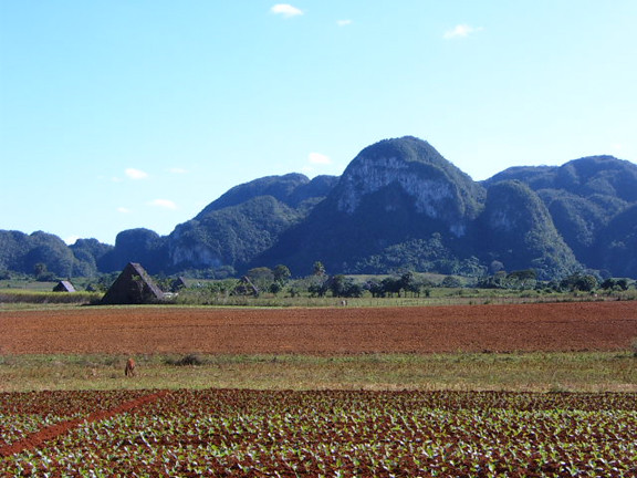 Tobacco Farm, El Palmarito, Vinales, Cuba photo by Annie Mole, Flickr	Attribution (CC BY 2.0)