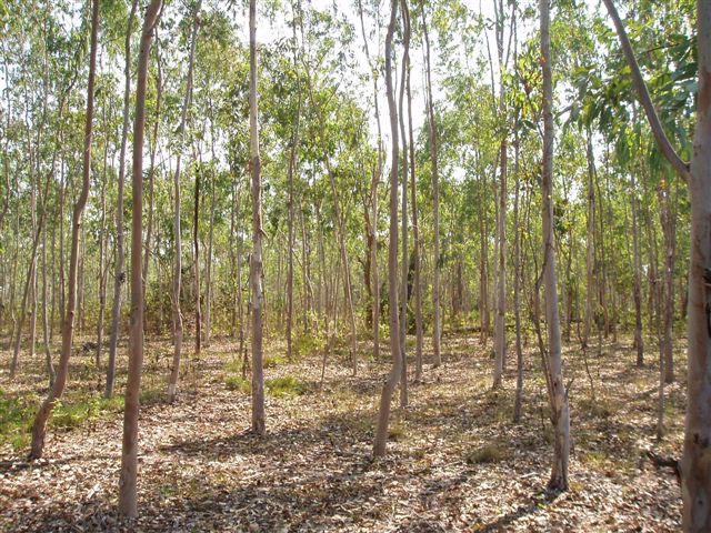 Figure 7: Eucalyptus plantation in Lao PDR (by Chris Lang)
