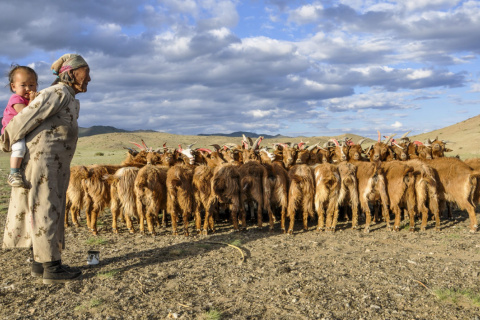 Goats getting ready for milking in the Khovd Province of Mongolia. Photo credit: © Eddie Game / The Nature Conservancy